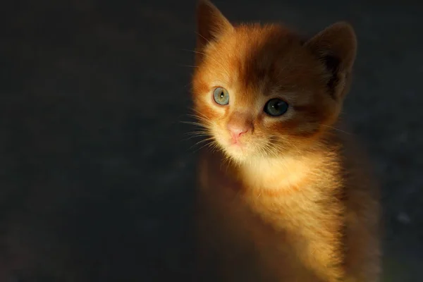 Cute Stray Kitten Darkness Pets Animals Rescue Concept — Stock Photo, Image