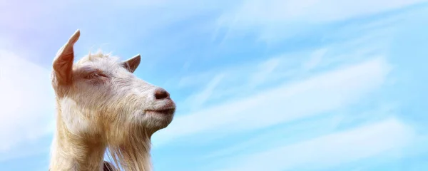 Beyaz Keçi Dışarıda Çiftlik Otlağında Duran Keçi Dairy Farm Bir Stok Fotoğraf
