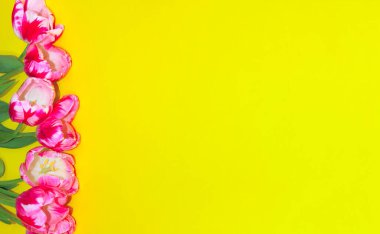 Sarı duvar zemininde pembe laleler. Sarı arkaplan üzerinde renkli çiçekler, metin için boşluk kopyala.