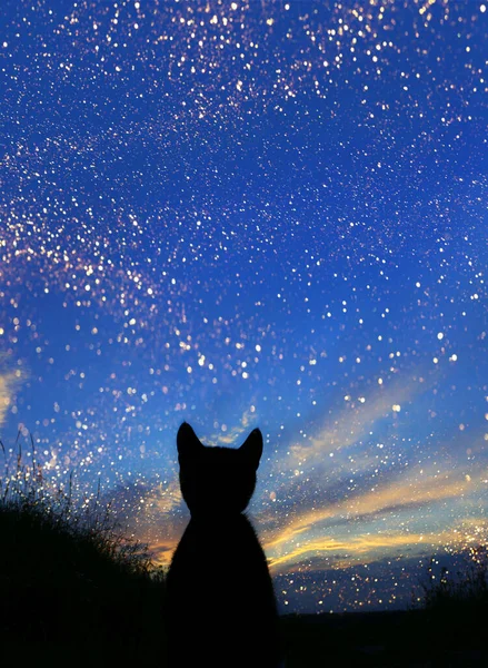 Silhueta Preta Gatinho Bonito Sentado Livre Olhando Para Pôr Sol — Fotografia de Stock