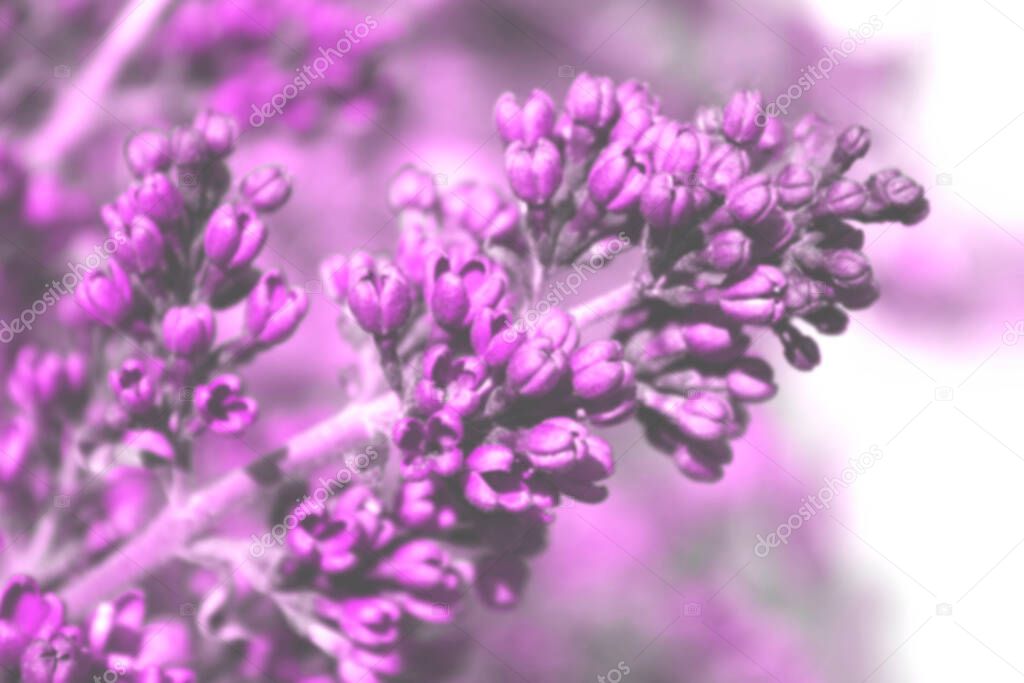 Defocused image of lilac flowers. Nature, spring concept. Botanical background, horizontal view.