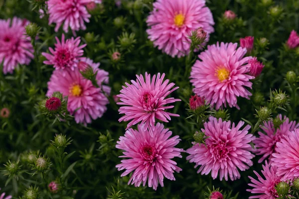 beautiful pink chrysanthemum flowers on a background of green leaves close-up. fall season.