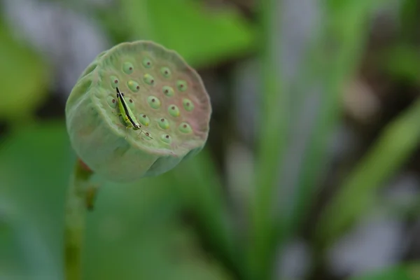 Sprinkhaan eten het zaad van lotus — Stockfoto