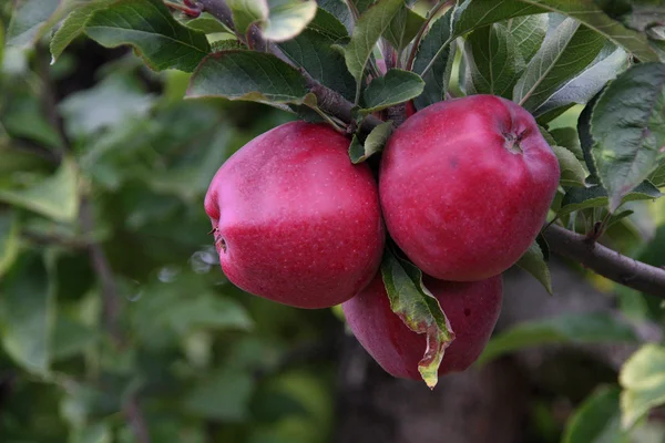 Trzy czerwone jabłka na drzewie. zielonych liści w bsckground — Zdjęcie stockowe