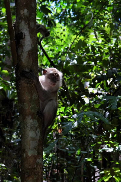 짧은 꼬리 원숭이 나무에 — 스톡 사진