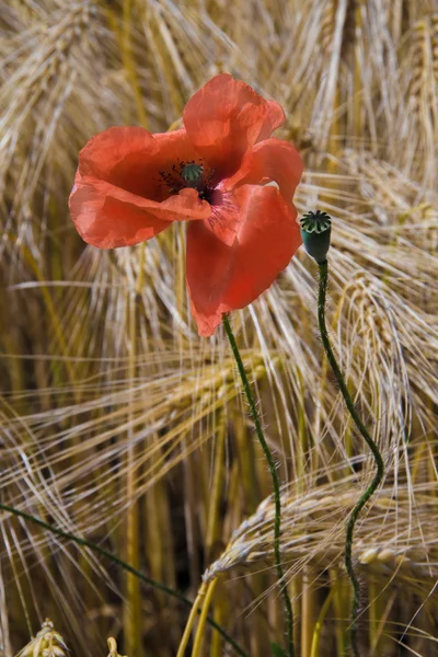 Poppiy çavdar alanındaki