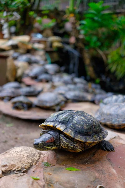 Želvy Želva nádherná — Stock fotografie