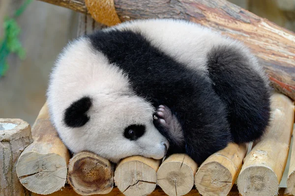 Bebê panda abraça sua perna — Fotografia de Stock