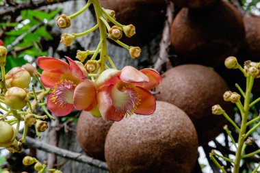 Couroupita guianensis - Cannonball ağaç çiçek