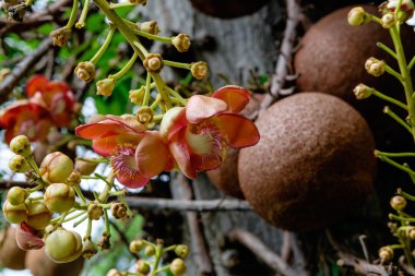 Couroupita guianensis - Cannonball ağaç çiçek