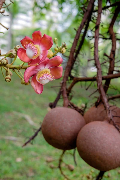 Couroupita guianensis - Cannonball ağaç çiçek