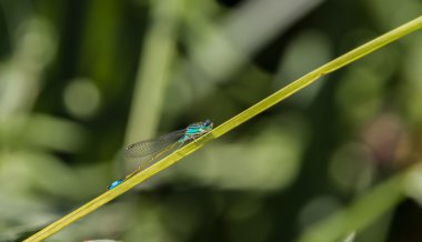 Yeşil çimenlerin üzerinde dinlenme yusufçuk