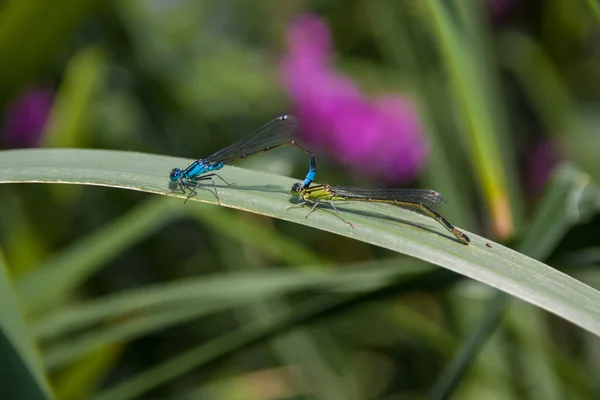 Twee Dragonfly seks — Stockfoto