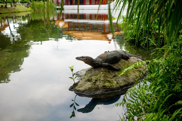 Wasserwaraneidechse (Varan) ruht auf dem Stein im Teich — Stockfoto