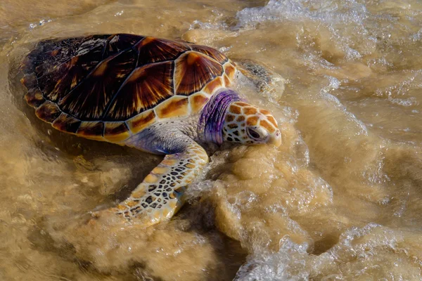 Želva se bude do moře na pláži s pískem — Stock fotografie
