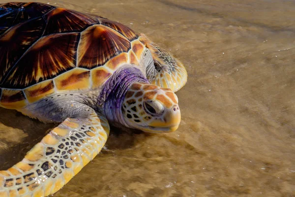 Sköldpaddan kommer ut i havet på sandstranden — Stockfoto