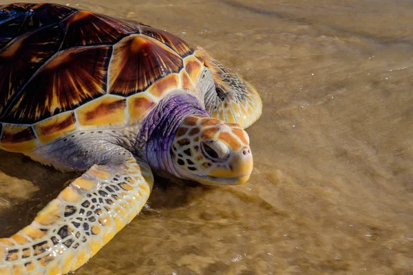 Schildkröte geht am Sandstrand ins Meer — Stockfoto