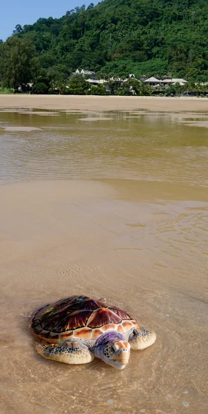 Meeresschildkröte am Strand in der Nähe des Meeres mit schönen Resort in der t — Stockfoto