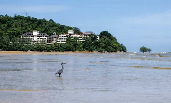 Siyah heron dalgalar deniz içinde. Terk edilmiş bir otel içinde belgili tanımlık geçmiş.