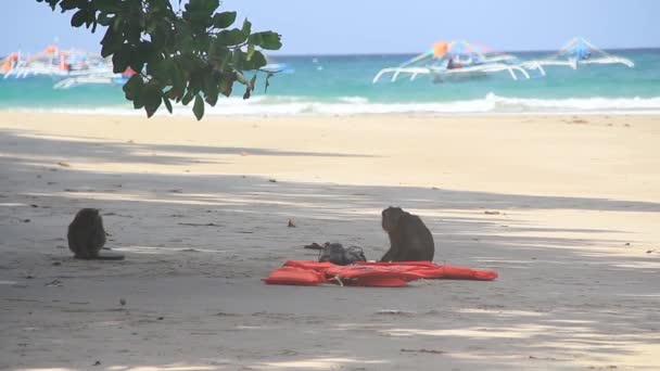 Spiaggia di Palawan, Filippine — Video Stock