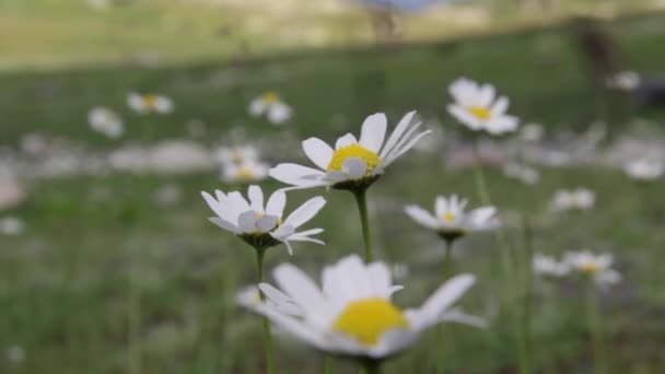 Montagna Achishkho, Russia, Sochi — Video Stock