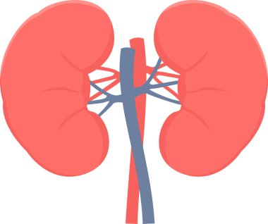 Böbrek vektör simgesi modern basit vektör çizimi 