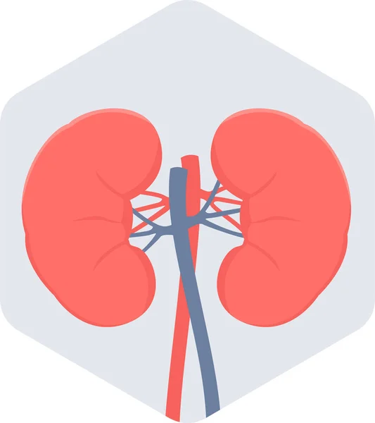Böbrek vektör simgesi modern basit vektör çizimi 