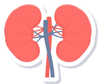 İnsan anatomisi, vektör çizimi