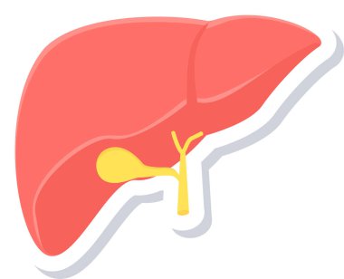 İnsan karaciğer simgesinin vektör çizimi