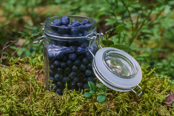 Arándanos en el bosque — Foto de Stock