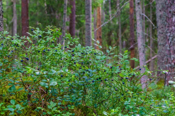 Myrtilles dans la forêt — Photo