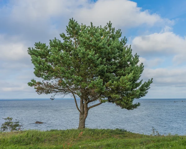 L'arbre et la mer Baltique — Photo