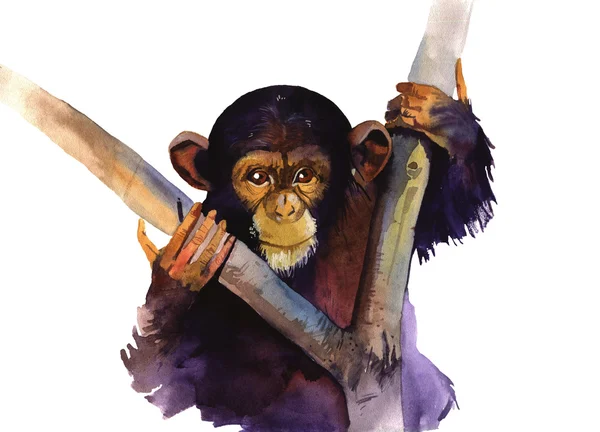 Akvarell monkey illustration — Stockfoto