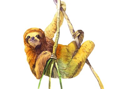 watercolor sloth illustration clipart