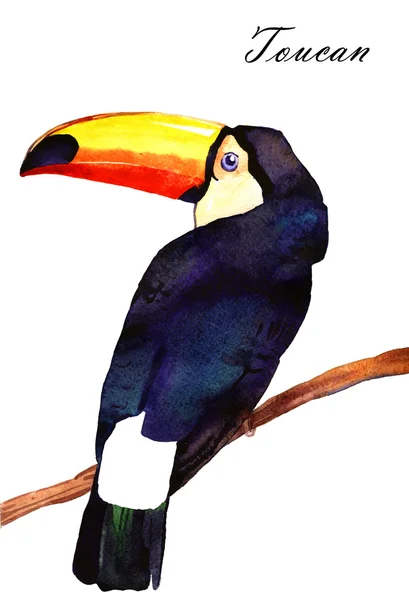 Ilustração tucano aquarela — Fotografia de Stock