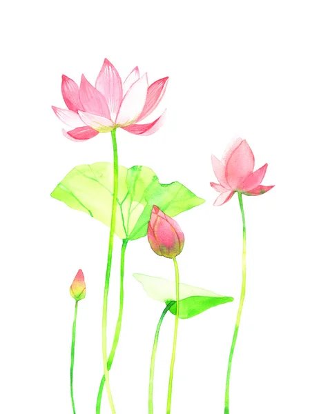 Akvarell lotos illusztráció — Stock Fotó