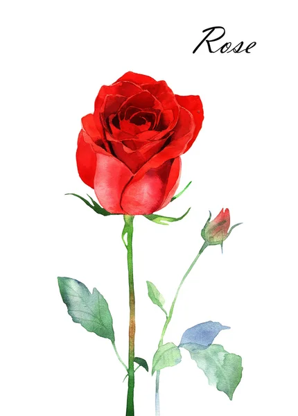 Aquarelle rose illustration — Photo