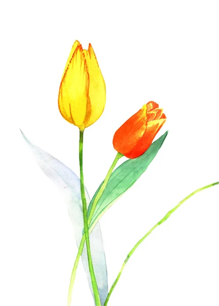 Акварельные тюльпаны — стоковое фото