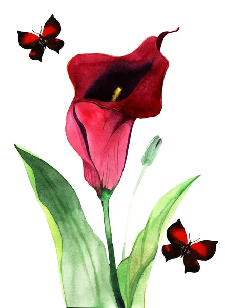 Calla Fleurs de lys, illustration aquarelle — Photo