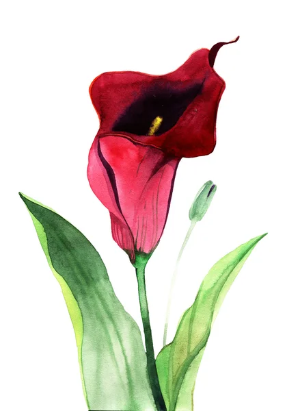 Calla Lilie Blumen, Aquarell Illustration — Stockfoto