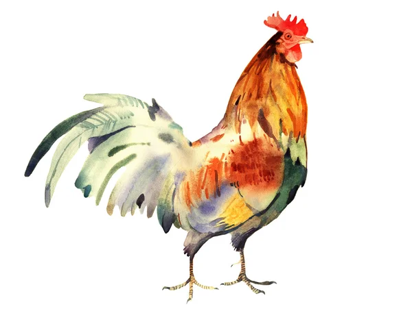 Watercolor cock illustration — Stock Photo, Image