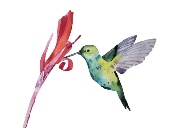 sulu boya resim, colobri