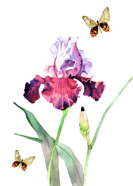 水彩画のアイリスの花 — ストック写真