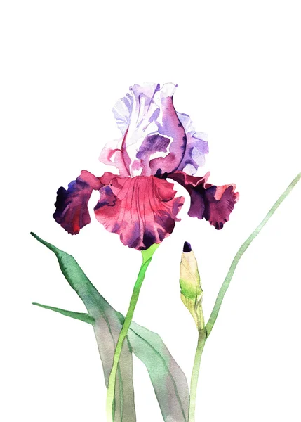 Aquarelle iris fleur — Photo