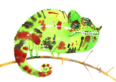 suluboya bukalemun, el boyalı çizmek