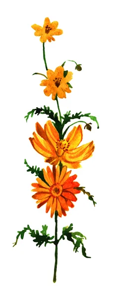 수채화가 꽃 — 스톡 사진