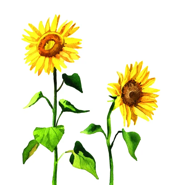 Suluboya ayçiçeği illüstrasyon