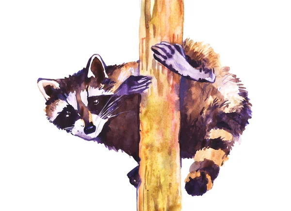 Watercolor illustration of a raccoon — Stock Photo, Image