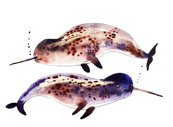 수채화 일각 고래 그림 — 스톡 사진