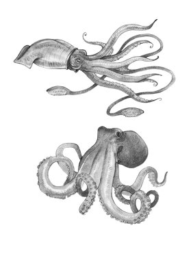 Watercolor squid, octopus clipart